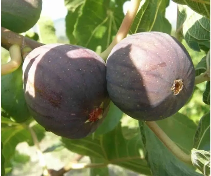 Black Figs – 250 G Ripe & Fragrant 1
