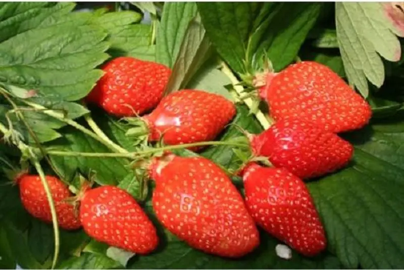 Gariguette Strawberries – Approx. 0.25Kg, Premium Fresh Berries (#122829) 1